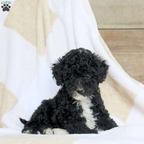 Alex, Miniature Poodle Puppy
