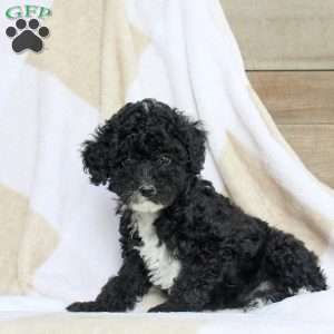 Alex, Miniature Poodle Puppy