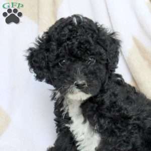 Alex, Miniature Poodle Puppy