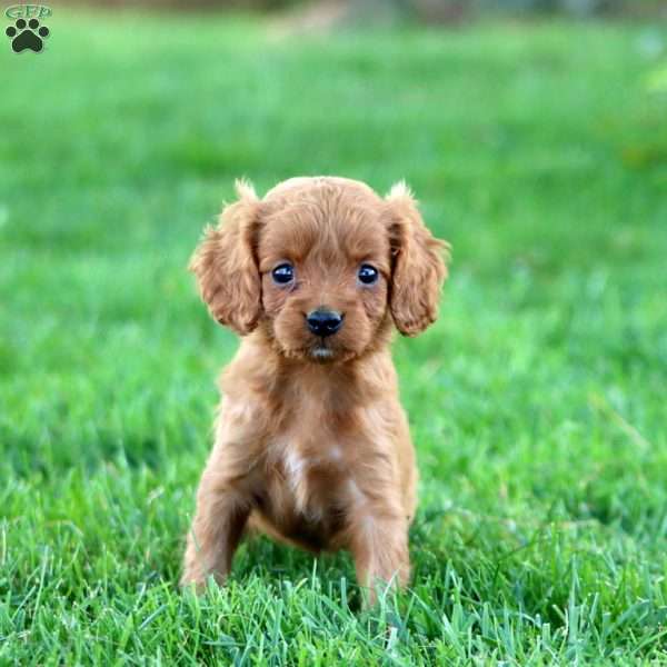 Alex, Cavapoo Puppy