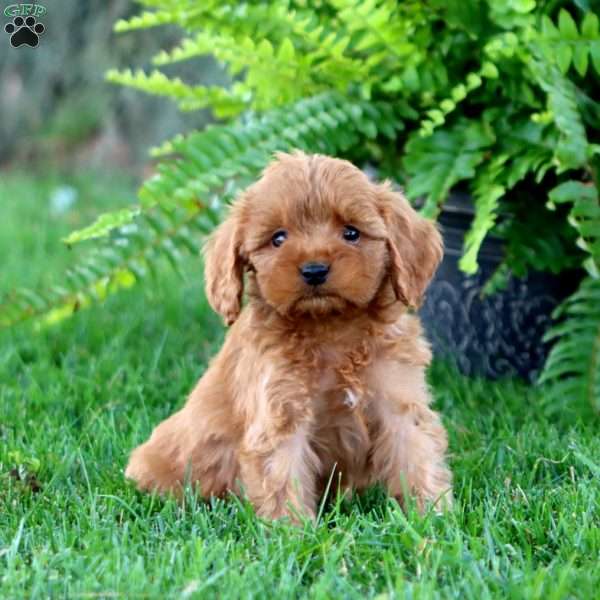 Alfred, Cavapoo Puppy