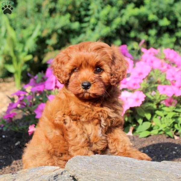 Alice, Cavapoo Puppy