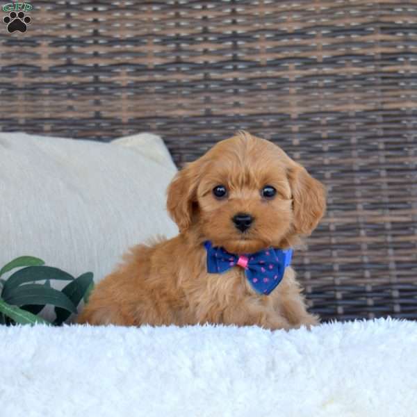 Alice, Cavapoo Puppy