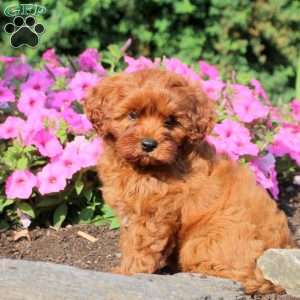 Alice, Cavapoo Puppy