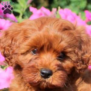 Alice, Cavapoo Puppy