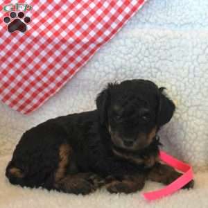 Alice, Miniature Poodle Puppy