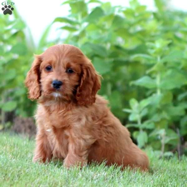 Alisha, Cockapoo Puppy