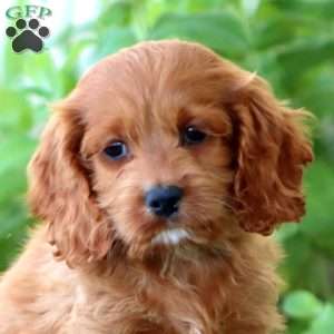 Alisha, Cockapoo Puppy