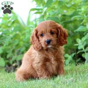 Alisha, Cockapoo Puppy