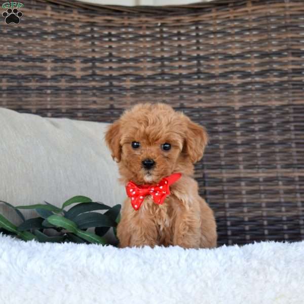 Allie, Cavapoo Puppy