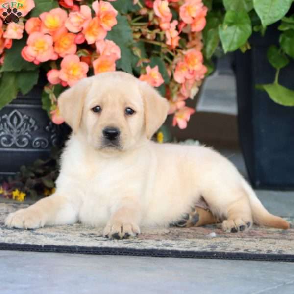 Allison, Yellow Labrador Retriever Puppy