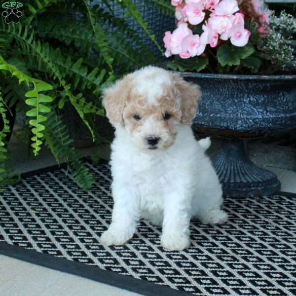 Alvin, Bich-Poo Puppy
