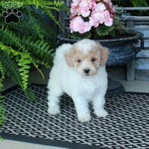 Alvin, Bich-Poo Puppy