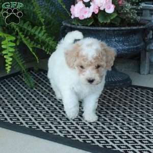 Alvin, Bich-Poo Puppy