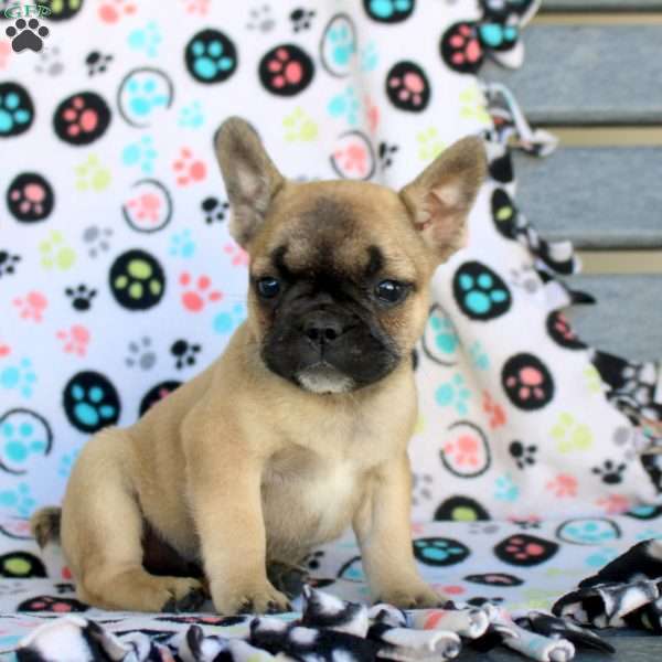 Amara, French Bulldog Puppy