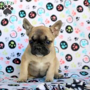 Amara, French Bulldog Puppy