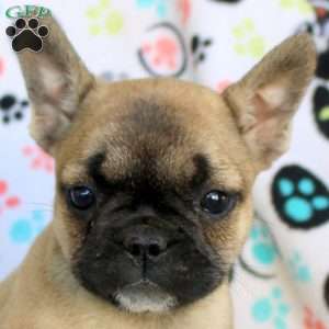 Amara, French Bulldog Puppy