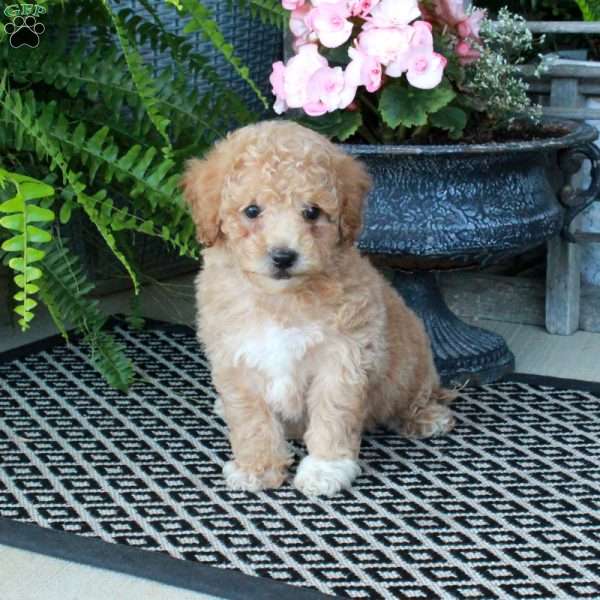 Amber, Bich-Poo Puppy