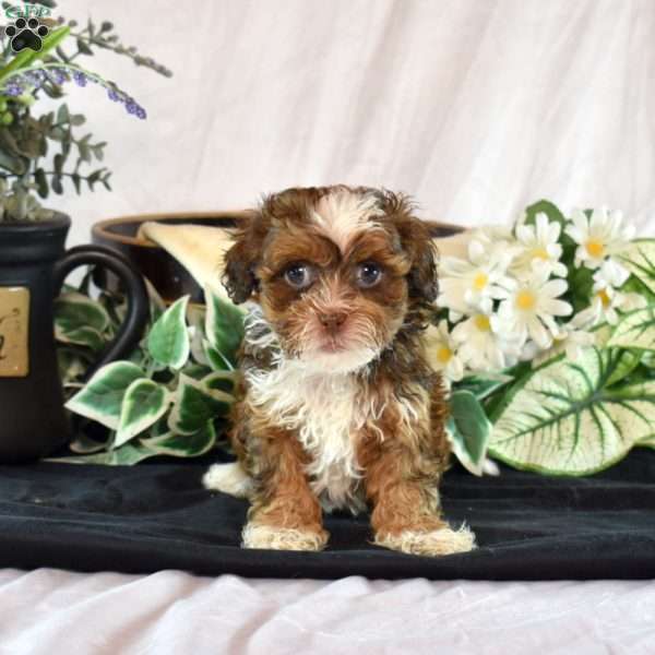 Amber, Shih-Poo Puppy