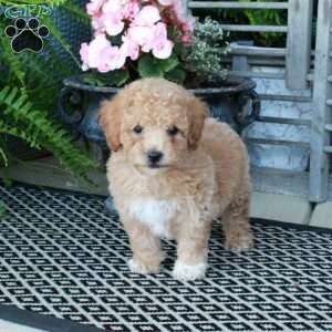 Amber, Bich-Poo Puppy