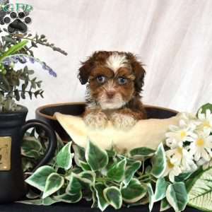 Amber, Shih-Poo Puppy