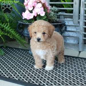 Amber, Bich-Poo Puppy