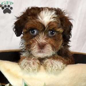Amber, Shih-Poo Puppy
