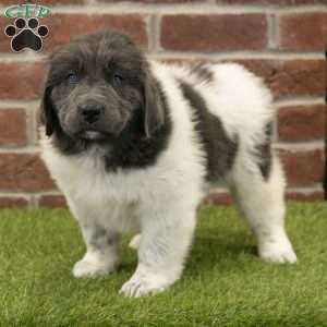 Angel, Newfoundland Puppy