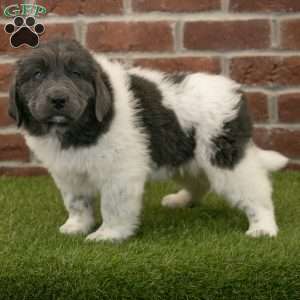 Angel, Newfoundland Puppy