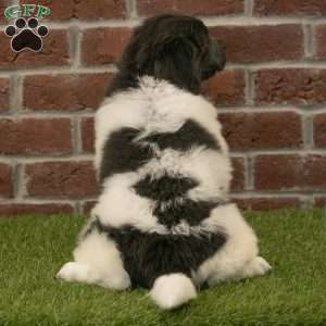 Angel, Newfoundland Puppy