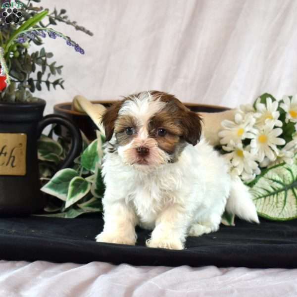 Angel, Shih-Poo Puppy