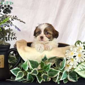 Angel, Shih-Poo Puppy