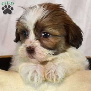 Angel, Shih-Poo Puppy