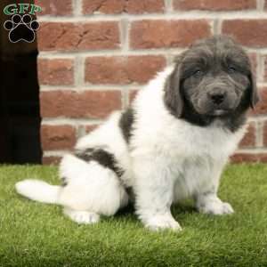Angel, Newfoundland Puppy