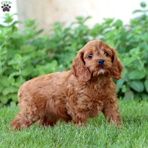 Angie, Cockapoo Puppy
