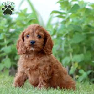 Angie, Cockapoo Puppy