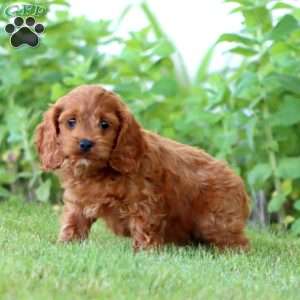 Angie, Cockapoo Puppy