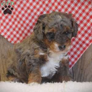 Annabel, Miniature Poodle Puppy