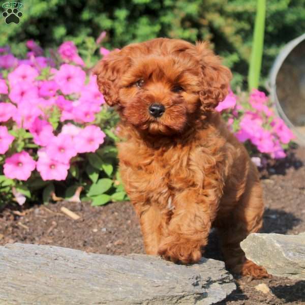 Annie, Cavapoo Puppy