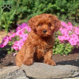 Annie, Cavapoo Puppy