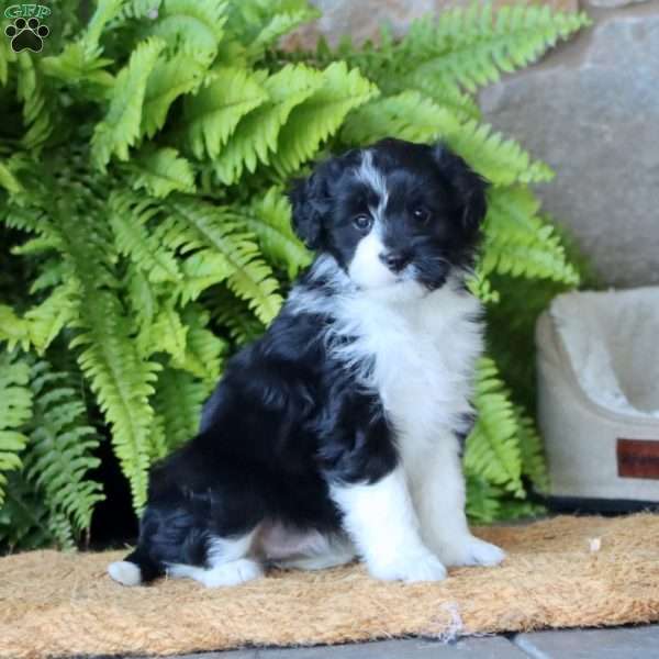 Annie, Miniature Poodle Mix Puppy
