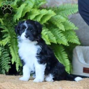 Annie, Miniature Poodle Mix Puppy