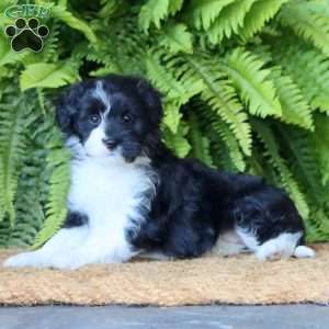 Annie, Miniature Poodle Mix Puppy