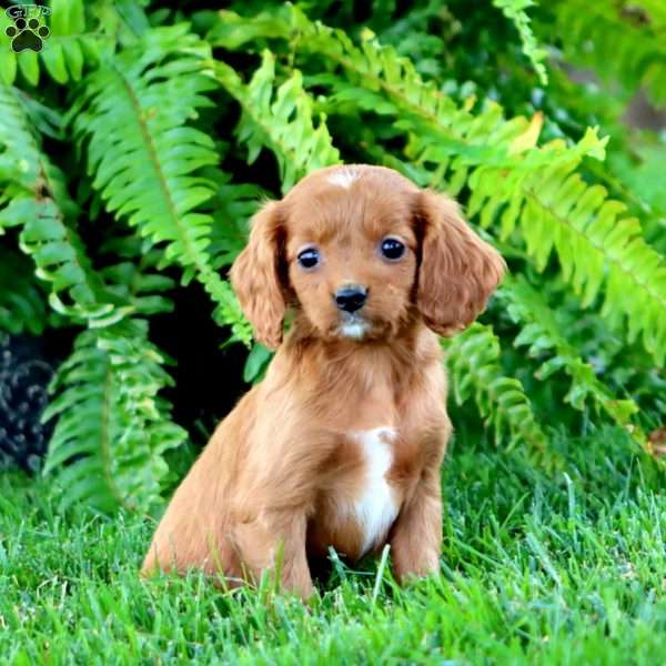 April, Cavapoo Puppy