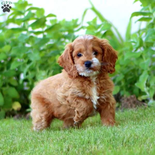 April, Cockapoo Puppy