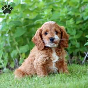 April, Cockapoo Puppy