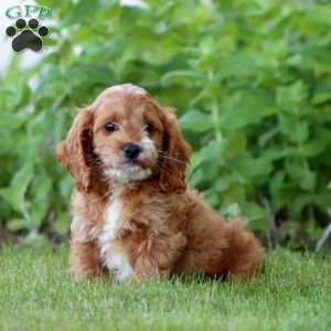 April, Cockapoo Puppy