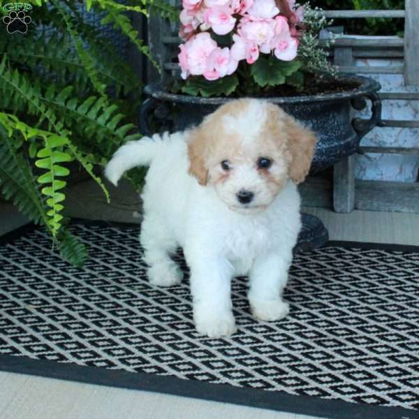 Arabella, Bich-Poo Puppy