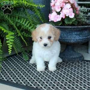 Arabella, Bich-Poo Puppy