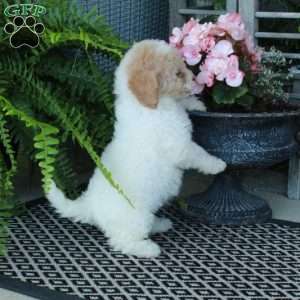 Arabella, Bich-Poo Puppy